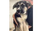 Adopt 55864325 a Black Husky / Mixed dog in Fort Worth, TX (41393038)