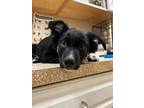 Adopt Bruce a Black Border Collie / Mixed dog in Burlington, WA (41278236)