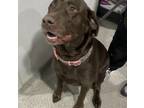 Adopt Amelia a Brown/Chocolate Labrador Retriever / Mixed dog in Land O Lakes