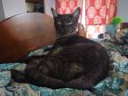 Adopt Kanga a Gray or Blue Domestic Shorthair / Mixed (short coat) cat in Broken