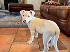 Adopt Alice a White Great Dane / Catahoula Leopard Dog dog in Dallas