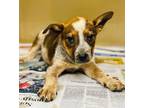 Adopt Valor a Brown/Chocolate - with White Australian Cattle Dog / Mixed dog in