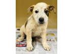 Adopt Demetrius a Brown/Chocolate - with White Australian Cattle Dog / Mixed dog