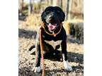 Adopt Tank a Black - with White American Staffordshire Terrier / Mixed dog in
