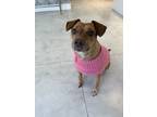 Adopt Maggy a Brown/Chocolate American Pit Bull Terrier / Mixed dog in Miami