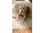 Adopt Bravo a Tan/Yellow/Fawn American Staffordshire Terrier / Labradoodle /