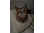 Adopt Halle a Orange or Red Tabby Tabby / Mixed (short coat) cat in San Antonio