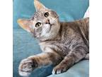 Adopt Mizu a Calico or Dilute Calico Calico (short coat) cat in Chicago