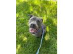 Adopt Rain a Gray/Silver/Salt & Pepper - with White Pit Bull Terrier / Mixed dog