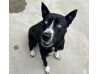 Adopt Juno a Black Husky dog in Deerfield, MI (41393232)