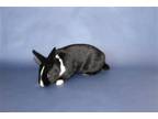 Adopt Colin a Dutch Other/Unknown / Mixed (short coat) rabbit in Burlingame