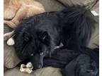 Adopt Zuko a Black - with White Pomsky / Mixed dog in Westminster, CO (41393151)