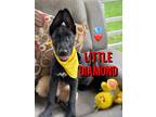 Adopt Little Diamond Gem a Black Dutch Shepherd dog in Provo, UT (41116857)