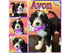 Adopt Avon a White - with Black Aussiedoodle / Goldendoodle / Mixed dog in