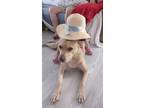 Adopt Buddy a Tan/Yellow/Fawn American Pit Bull Terrier / Mixed dog in Kansas