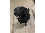 Adopt Marly a Black Labrador Retriever / Mixed dog in Charlotte, NC (41393131)