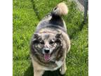 Adopt Marshall a Black German Shepherd Dog / Mixed Breed (Medium) / Mixed (short