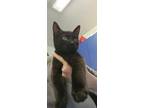 Adopt Pincchio a All Black Domestic Shorthair / Domestic Shorthair / Mixed cat
