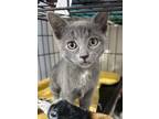 Adopt Lefty a Gray or Blue Domestic Shorthair / Domestic Shorthair / Mixed cat