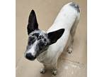 Adopt Koda a White Australian Shepherd / Australian Cattle Dog / Mixed dog in