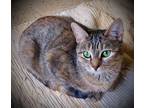 Adopt Muffin a Brown Tabby Domestic Shorthair (short coat) cat in Carlinville