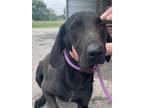 Adopt MayLee a Labrador Retriever / Mixed dog in Beebe, AR (41391442)