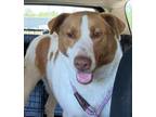 Adopt Skimmer a Mixed Breed (Medium) / Mixed dog in Beebe, AR (41391435)