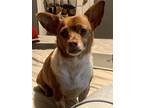 Adopt Bailey a Red/Golden/Orange/Chestnut - with White Chiweenie / Mixed dog in