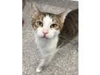 Adopt Simba (pet Valu) a Domestic Shorthair / Mixed cat in Brockville