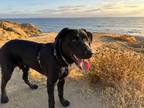 Adopt Cyrus a Black Labrador Retriever / German Shepherd Dog / Mixed dog in San