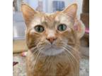 Adopt JEDEDIAH a Orange or Red Domestic Shorthair / Domestic Shorthair / Mixed