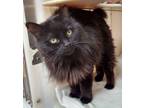 Adopt ONYX a All Black Manx / Domestic Shorthair / Mixed cat in Slinger
