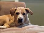 Adopt Chicago - Available in Foster a Tan/Yellow/Fawn Labrador Retriever / Mixed