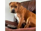 Adopt Lyric a Tan/Yellow/Fawn American Pit Bull Terrier / Mixed dog in Bryan