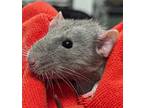Adopt Oliver a Silver or Gray Rat / Mixed small animal in Cleveland