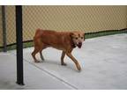 Adopt Howard a Tan/Yellow/Fawn American Pit Bull Terrier / Mixed Breed (Medium)