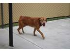 Adopt Howard a Tan/Yellow/Fawn American Pit Bull Terrier / Mixed dog in
