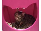 Adopt Bonzo a Brown Tabby Domestic Shorthair / Mixed Breed (Medium) / Mixed