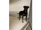 Adopt Balto a Black Miniature Pinscher / Mixed Breed (Medium) / Mixed (short