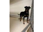 Adopt Balto a Black Miniature Pinscher / Mixed dog in Dodgeville, WI (41393089)