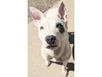 Adopt Lucy a White Terrier (Unknown Type, Medium) / Mixed Breed (Medium) / Mixed