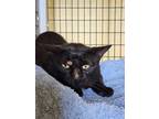 Adopt black a All Black Domestic Shorthair / Domestic Shorthair / Mixed cat in
