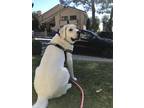 Adopt Coco a White - with Tan, Yellow or Fawn Labrador Retriever / Mixed dog in