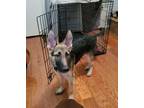 Adopt Loki a Tricolor (Tan/Brown & Black & White) German Shepherd Dog / Mixed