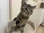 Adopt Debbi a Gray, Blue or Silver Tabby Domestic Shorthair (short coat) cat in