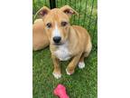 Adopt Ruby Rose' a Tan/Yellow/Fawn - with White Mixed Breed (Medium) / Mixed dog
