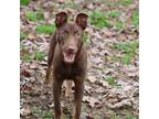 Adopt Banzi a Labrador Retriever / Mixed dog in Harrisonburg, VA (41182242)