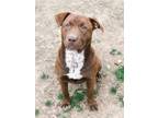 Adopt Emiline a Labrador Retriever / Mixed dog in Harrisonburg, VA (41182234)