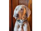 Adopt Jarvis a Gray/Blue/Silver/Salt & Pepper Weimaraner / Mixed dog in