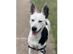 Adopt Cookie a White - with Black Mixed Breed (Medium) / Mixed dog in Skippack